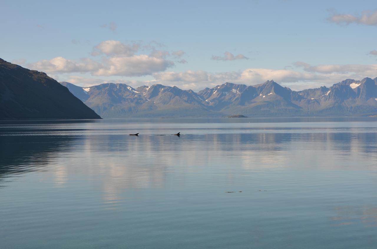 Arctic Fjordcamp * Burfjord